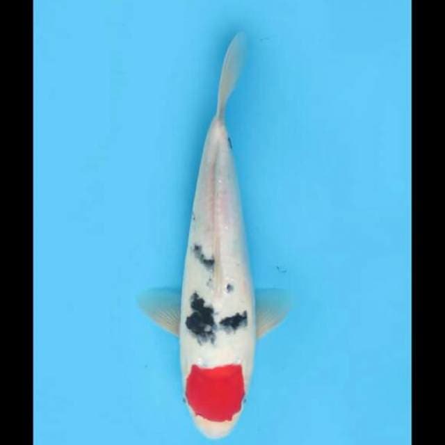 33cm Male - Red Tancho Sanke