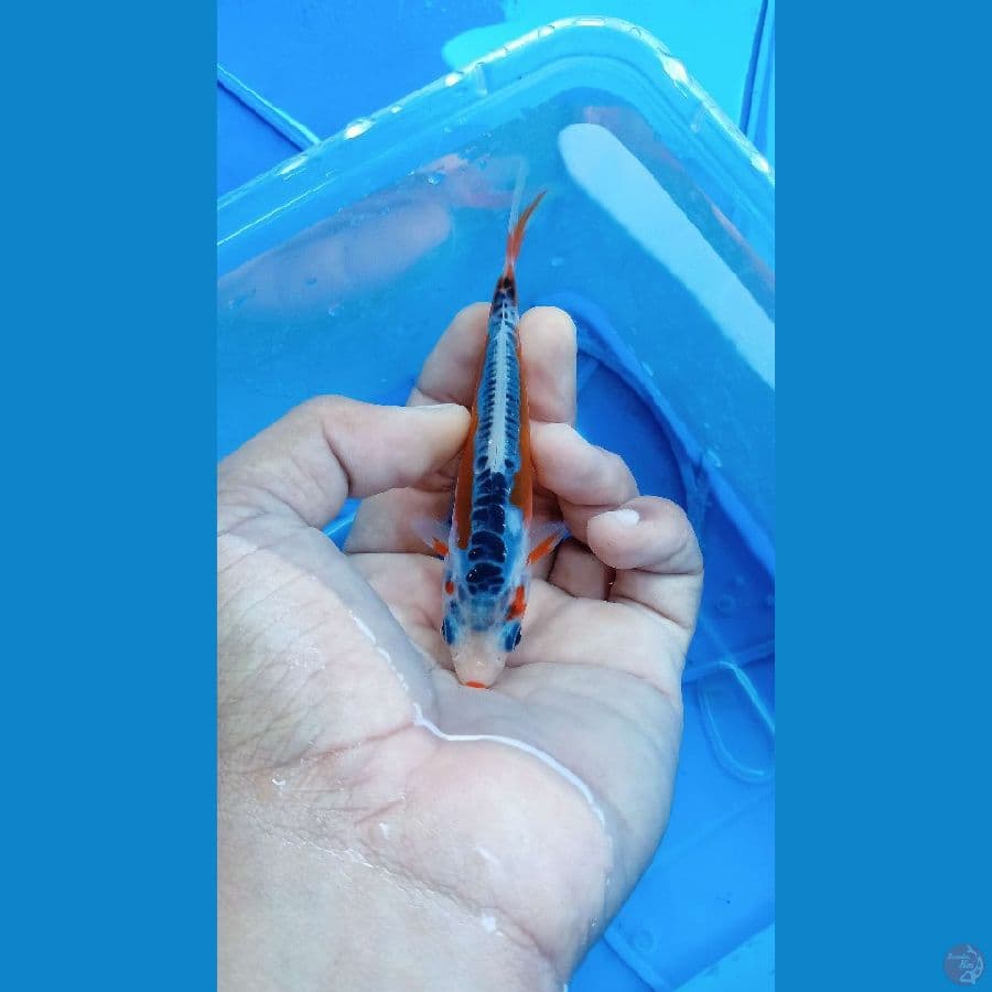 MINIONS SHUSUI SQ SUPER HANA RAPI RING RAPI 11CM LINE YAMAJU