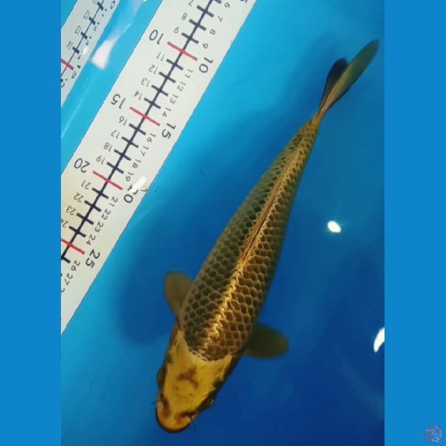 Mukashi Gold 25 cm Jantan