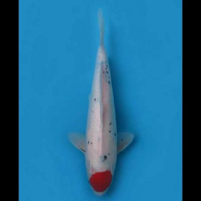 34cm Female - Tancho Sanke Sakura Ori