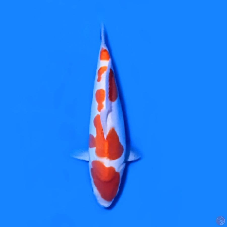 Doitsu. female 30.Cm kohaku