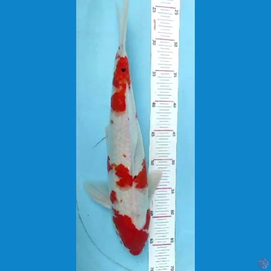 kohaku 40cm
