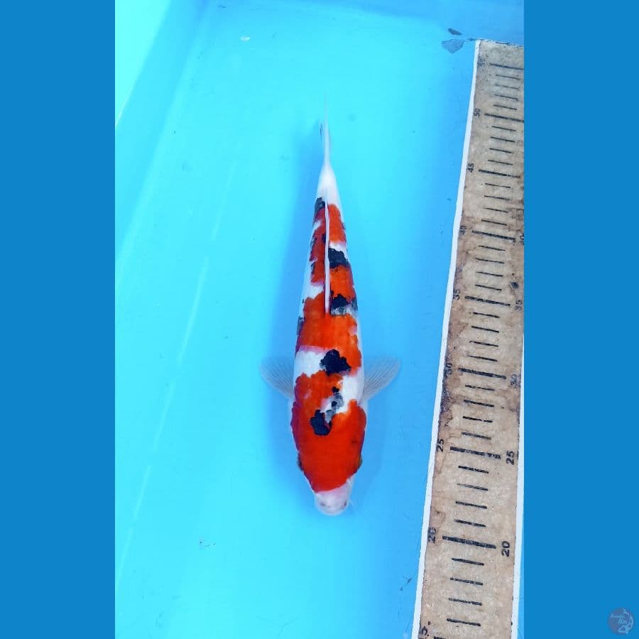 Sanke 26cm