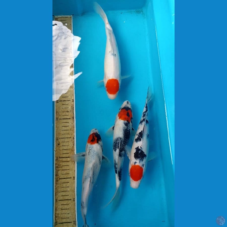 Paket Tancho 25/28cm