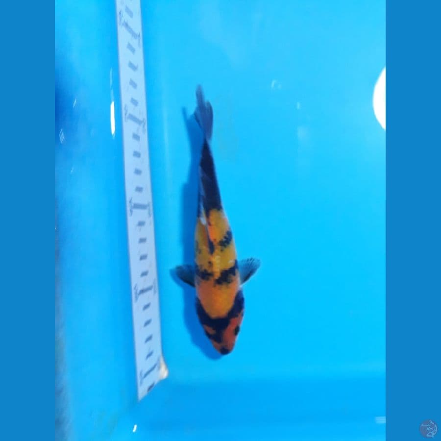 15cm hisowa