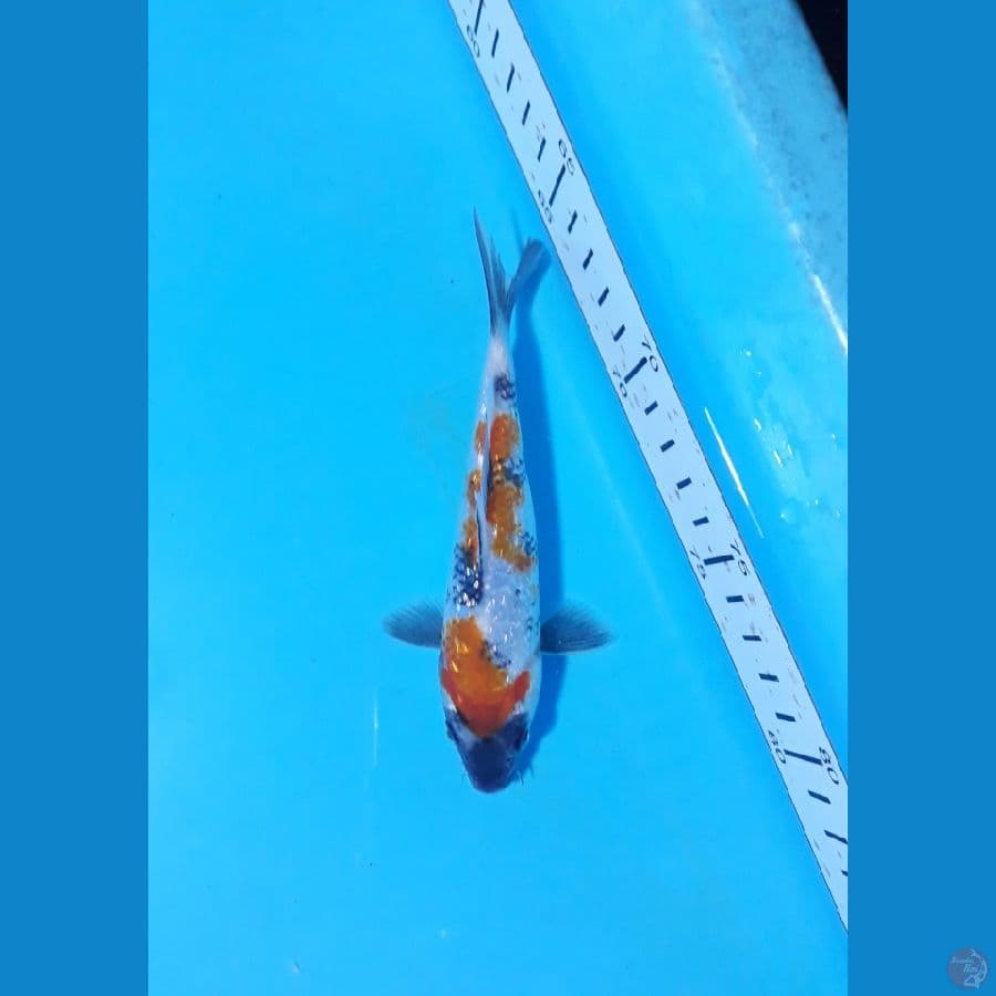 15cm sowa gindrin