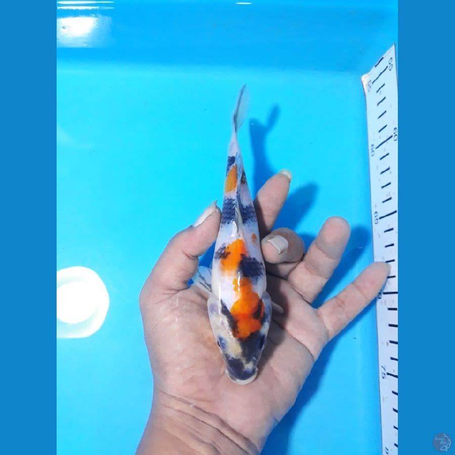 17cm kin sowa