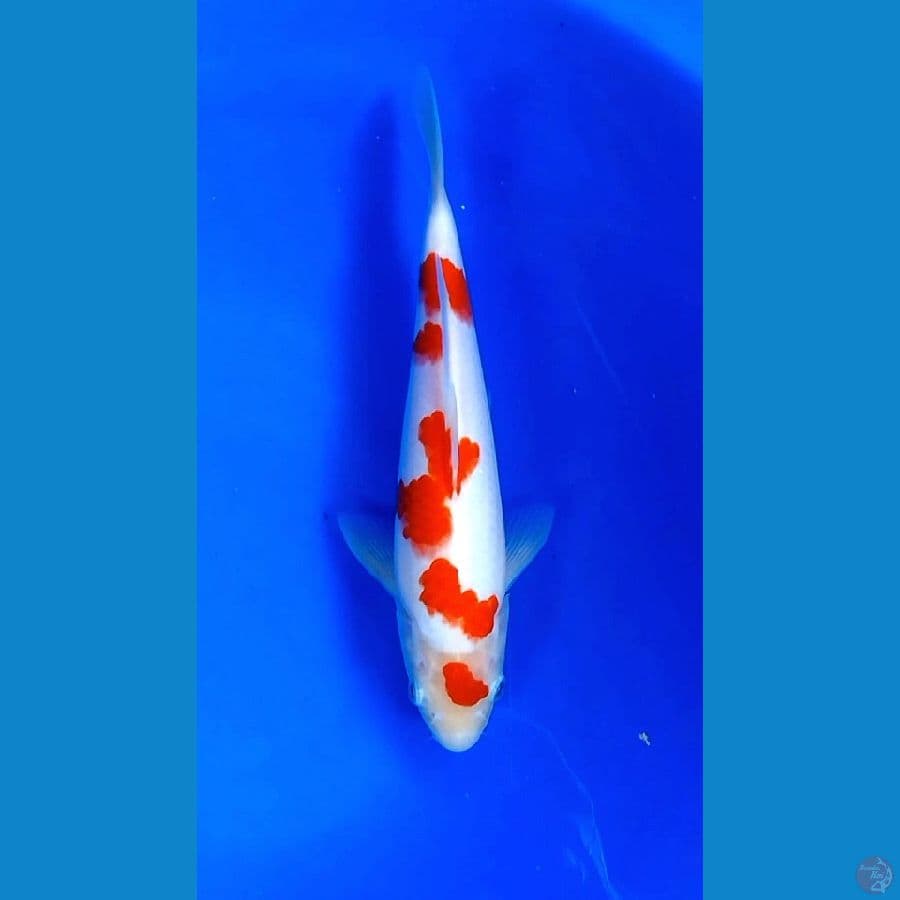 kohaku