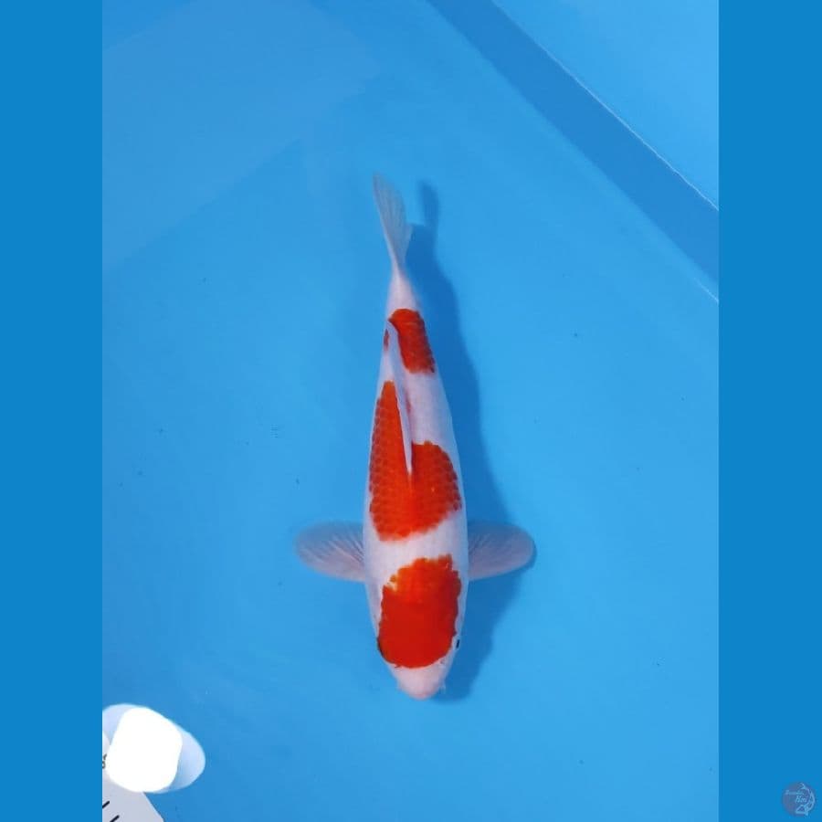 KOHAKU HQ 33CM - FEEMALE