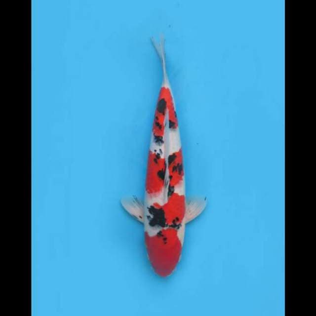 45cm Male - Super Red Sanke Ori