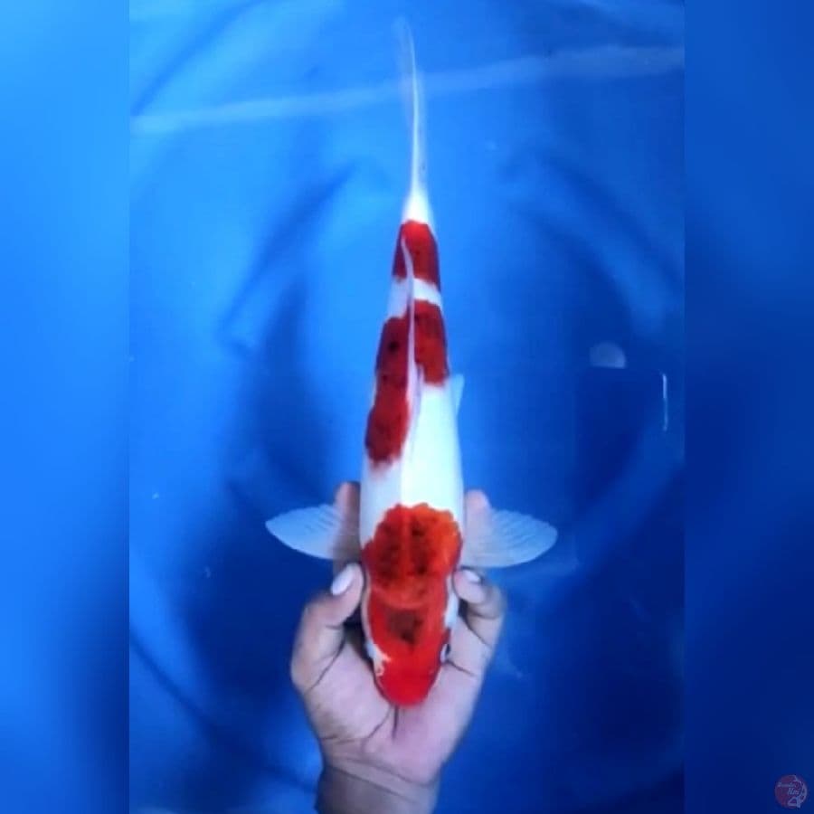 ( 36CM ) KOROMO ORIGINAL - MALE