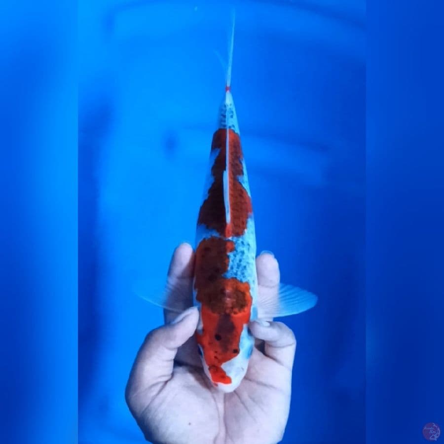 ( 30CM ) GHOSIKI MANTAP - MALE