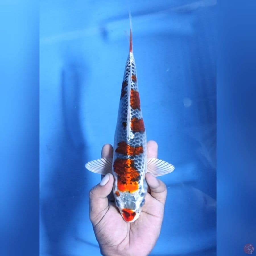 ( 29CM ) BENI GINGA - FEMALE