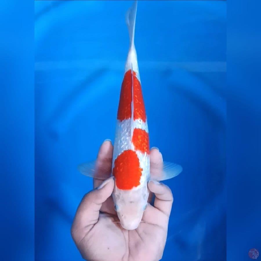 ( 29CM ) KOHAKU GINRIN - MALE