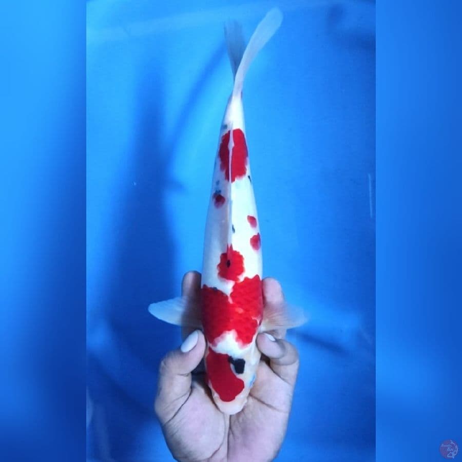 ( 30CM ) SANKE SAKURA - MALE