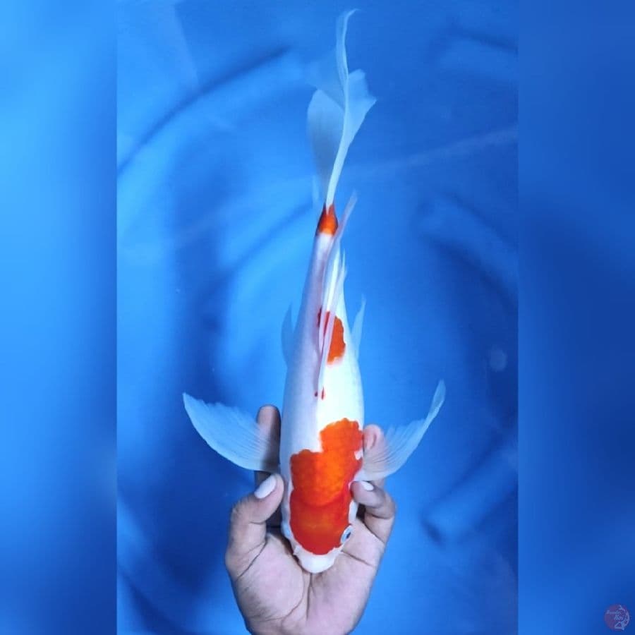 ( 37CM ) KUMPAY KOHAKU - FEMALE