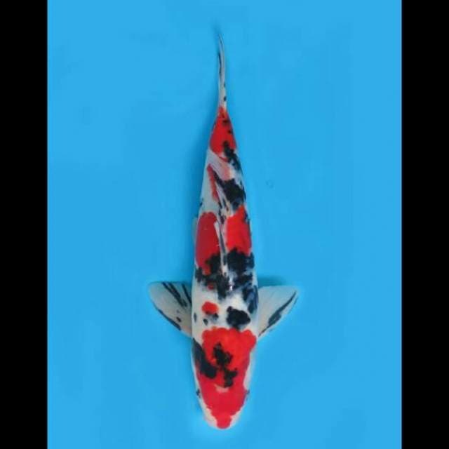 30cm Male - Red Sanke Ori