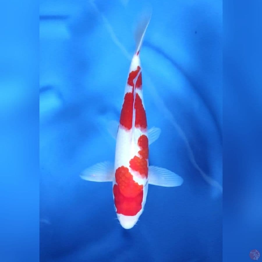 ( 31CM ) KOHAKU MANTAP - MALE