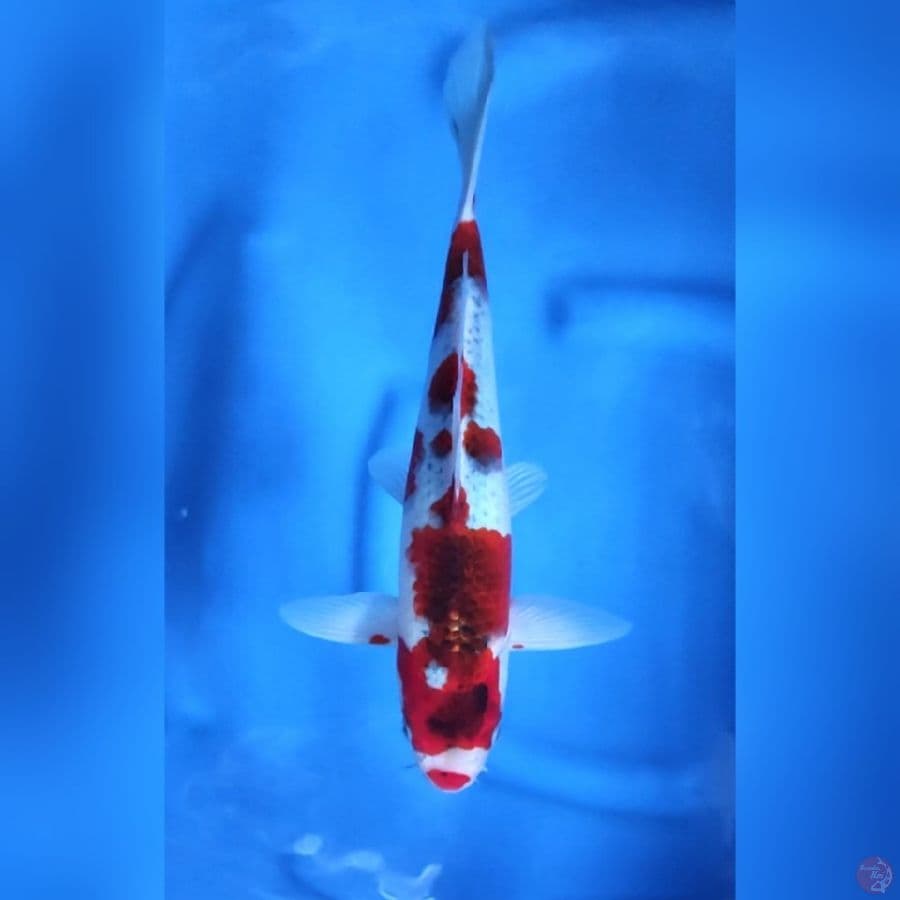 ( 30CM ) KUCHIBENI GHOSIKI - MALE