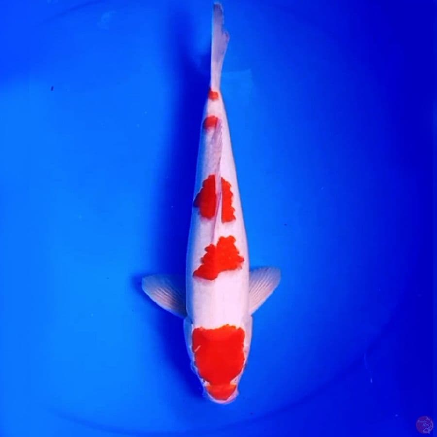 SAKURA KOHAKU 34cm