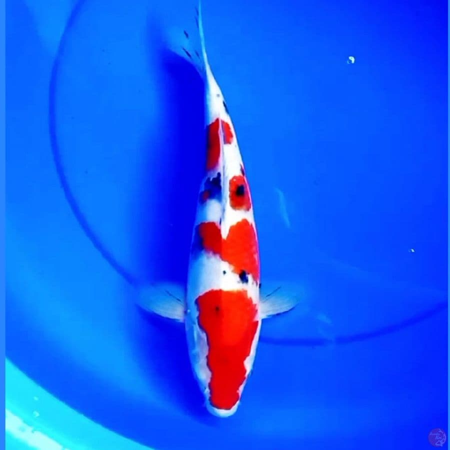 SANKE 4STEP 34cm