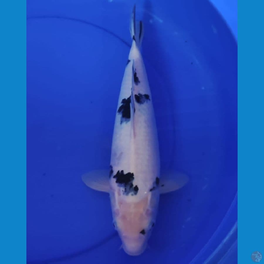 bekko F 38cm