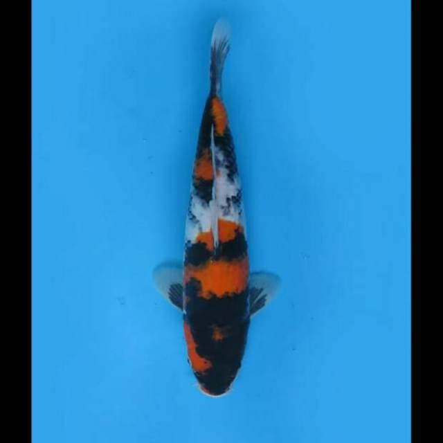 33cm Female - Showa Sanshoku HQ