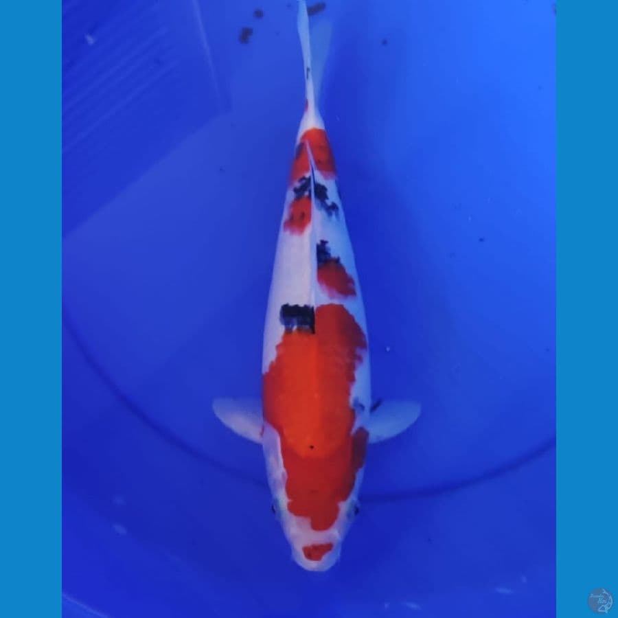 sanke F33cm