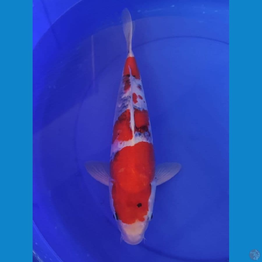 sowa F40cm cutker