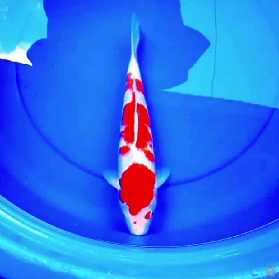 35cm KOHAKU MERAH MERONA
