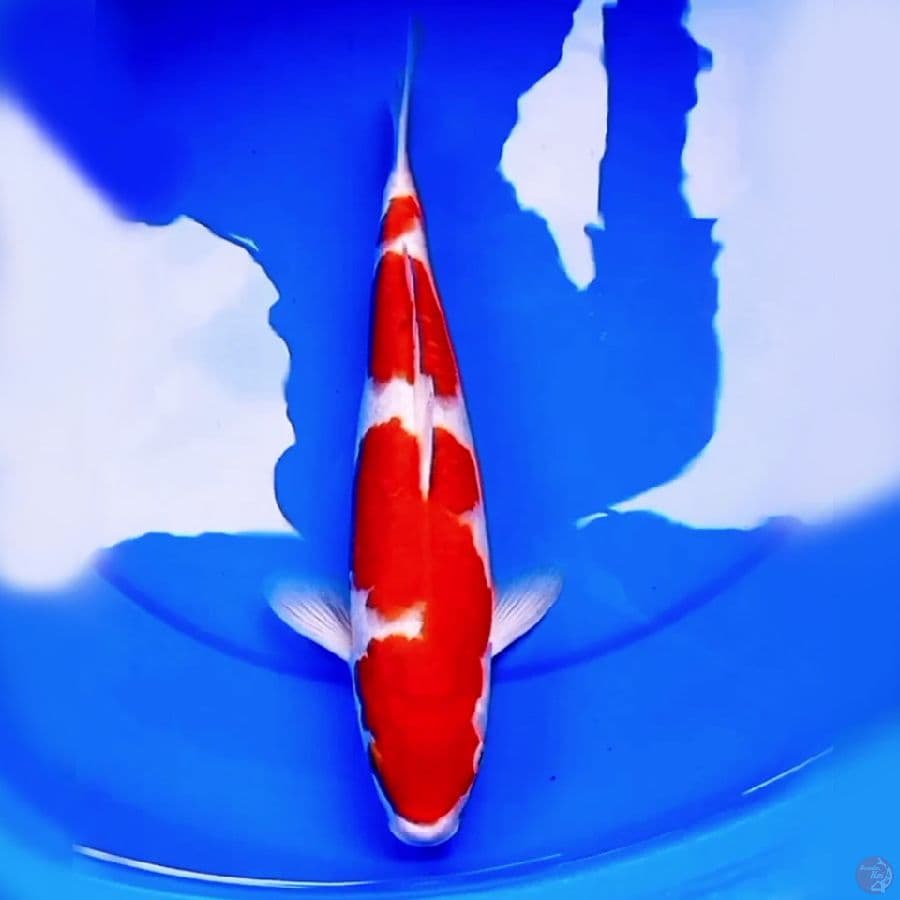 37cm KOHAKU RED FERRARI