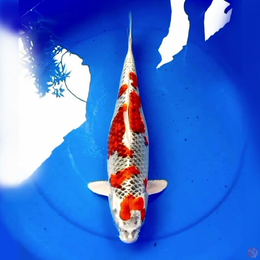 41cm KUJAKU JUMBO