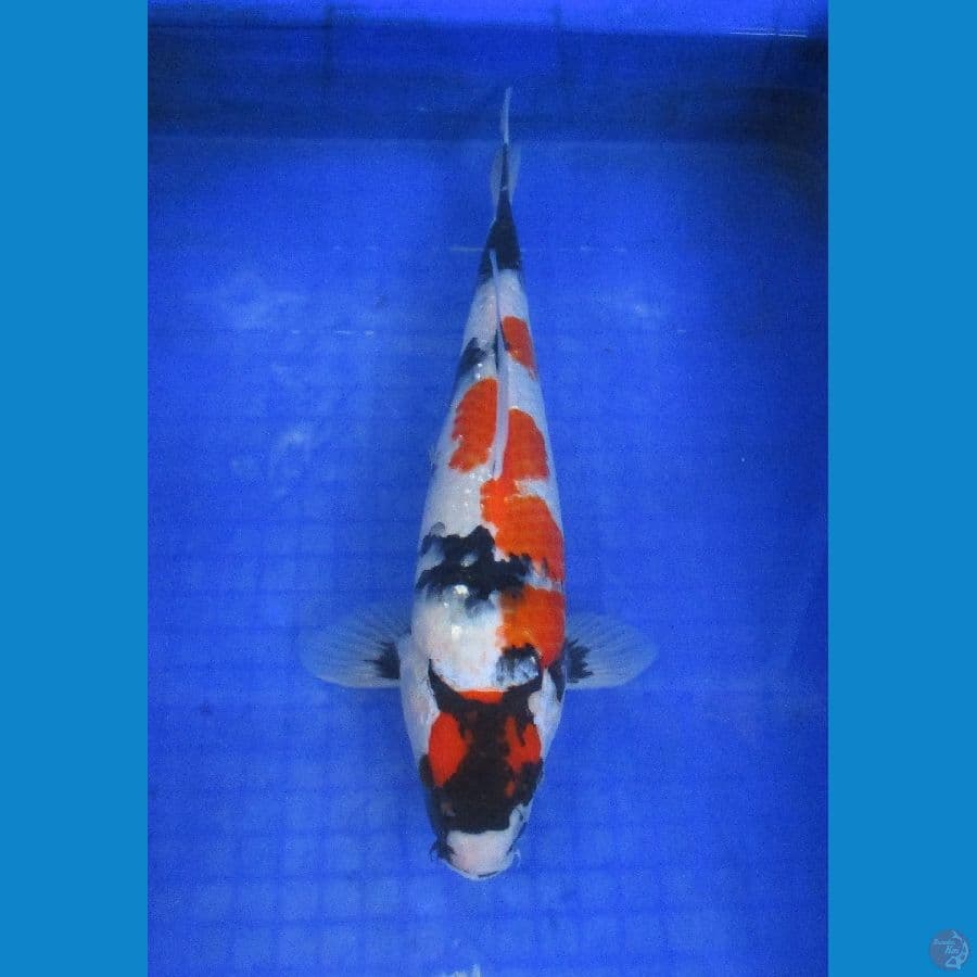 SHOWA ±36CM