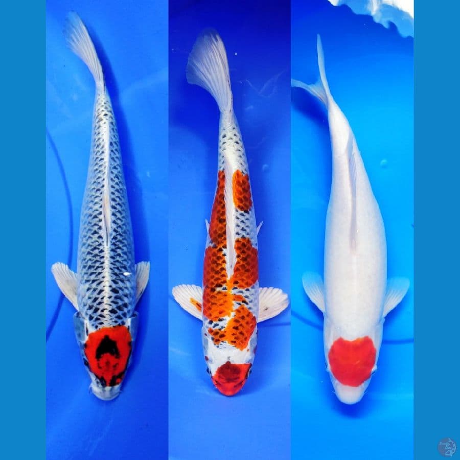 tc kujaku 36Male cm kujaku 41 cm Male 38 cm Female
