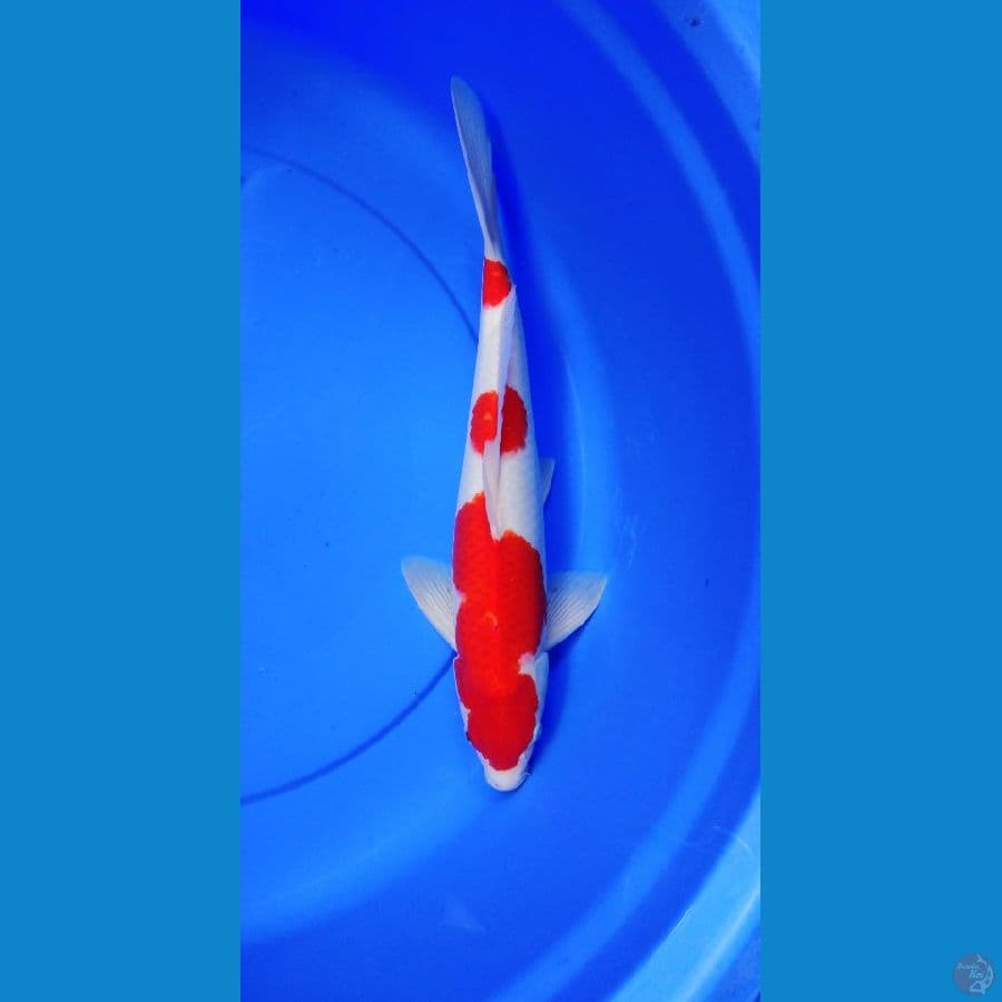 kohaku 43 Male