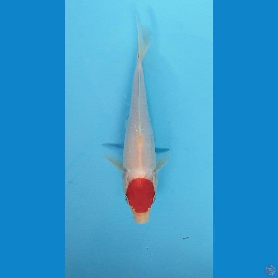 Tanco kohaku 23cm