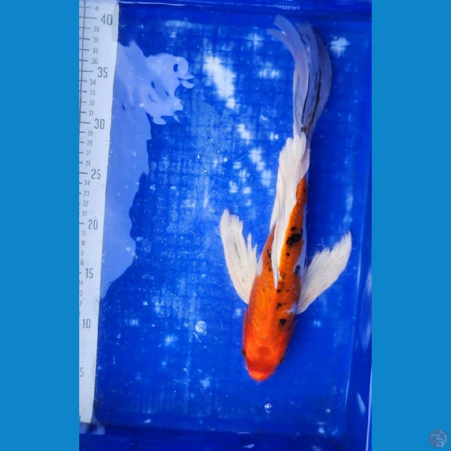 kumpay hikari 33cm
