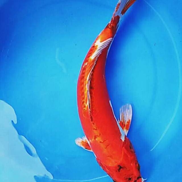 Red beni kiko 34cm male