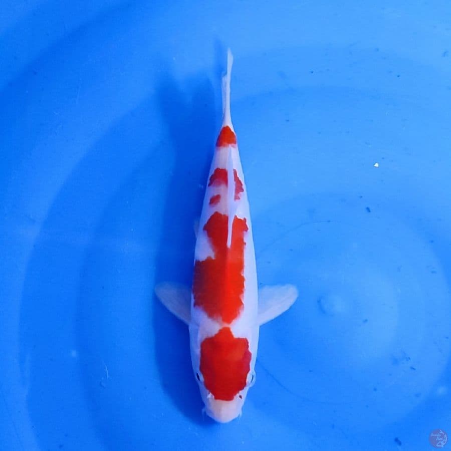 maruten Kohaku 23cm original
