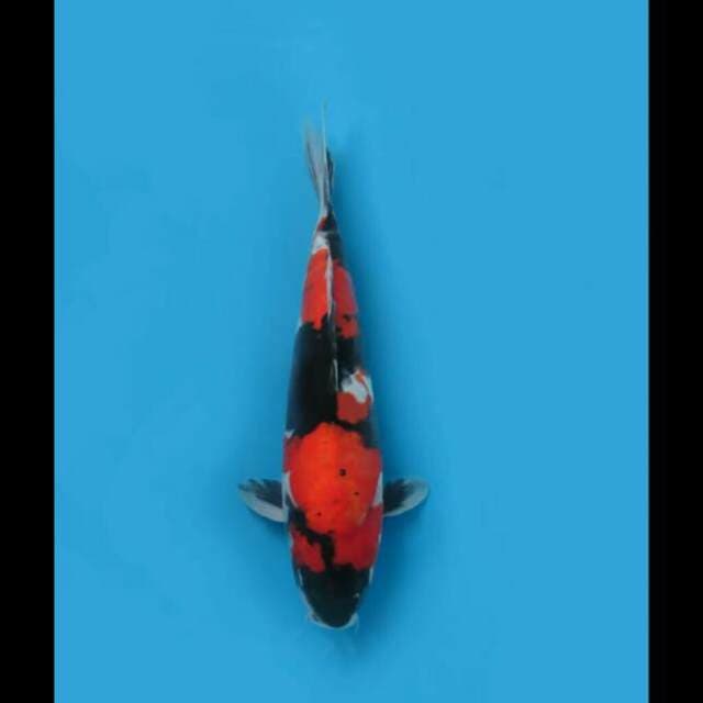 35cm Female - Red Showa Doitsu Murni