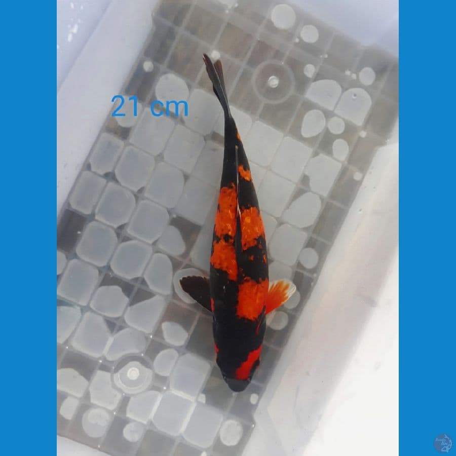 Utsuri Gindrin Joss 21cm