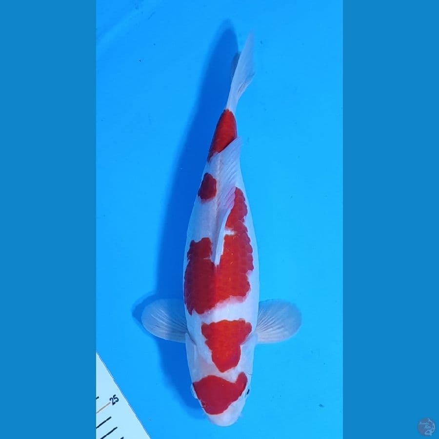 KOHAKU MARUTEN HQ ~32cm/Male~
