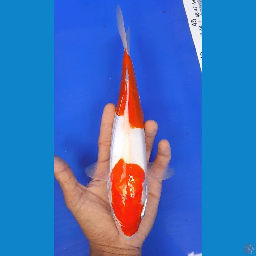 KOHAKU DOIT (26CM)