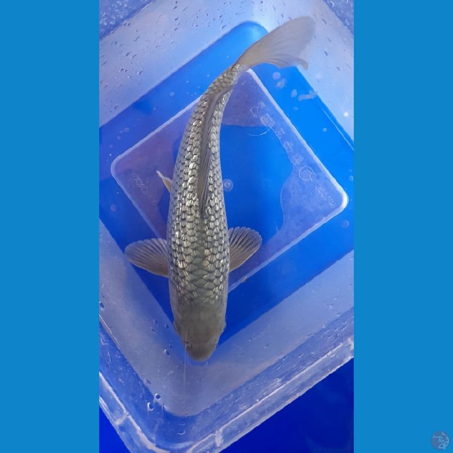 Suragoi gindrin good ring 23cm