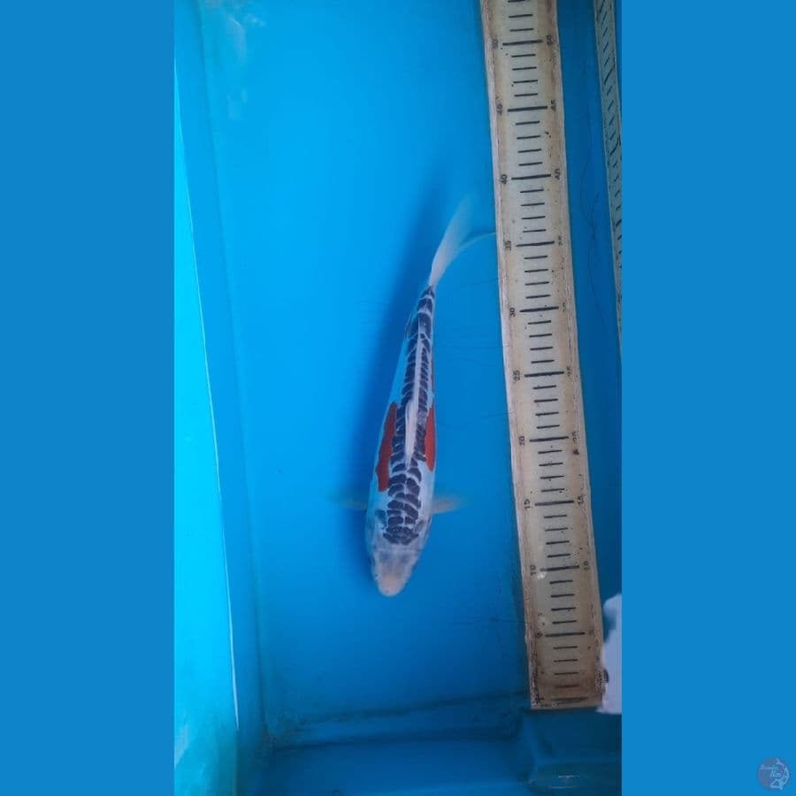 shusui 30cm