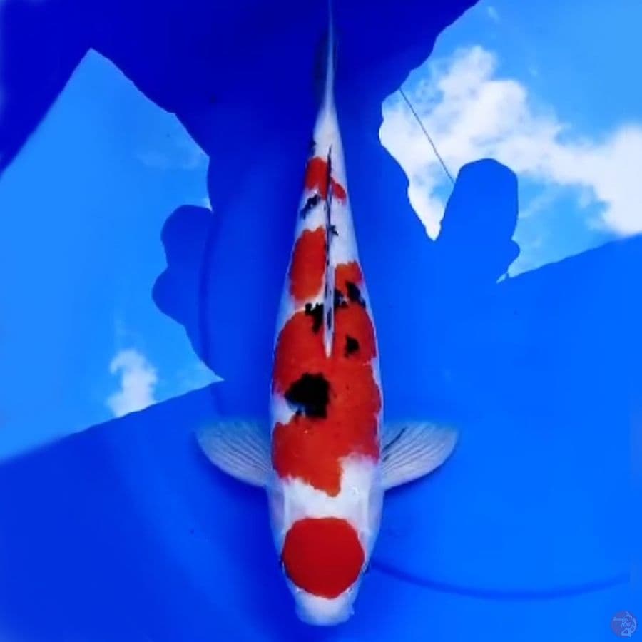 43cm ORI SANKE MARUTEN SQ