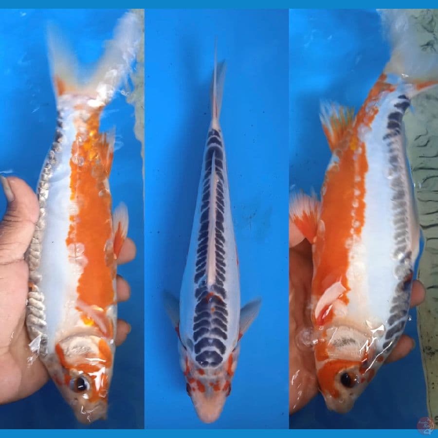 shusui 28cm
