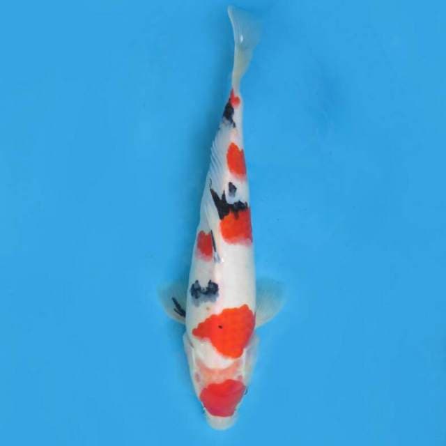 Maruten sanke male 32cm