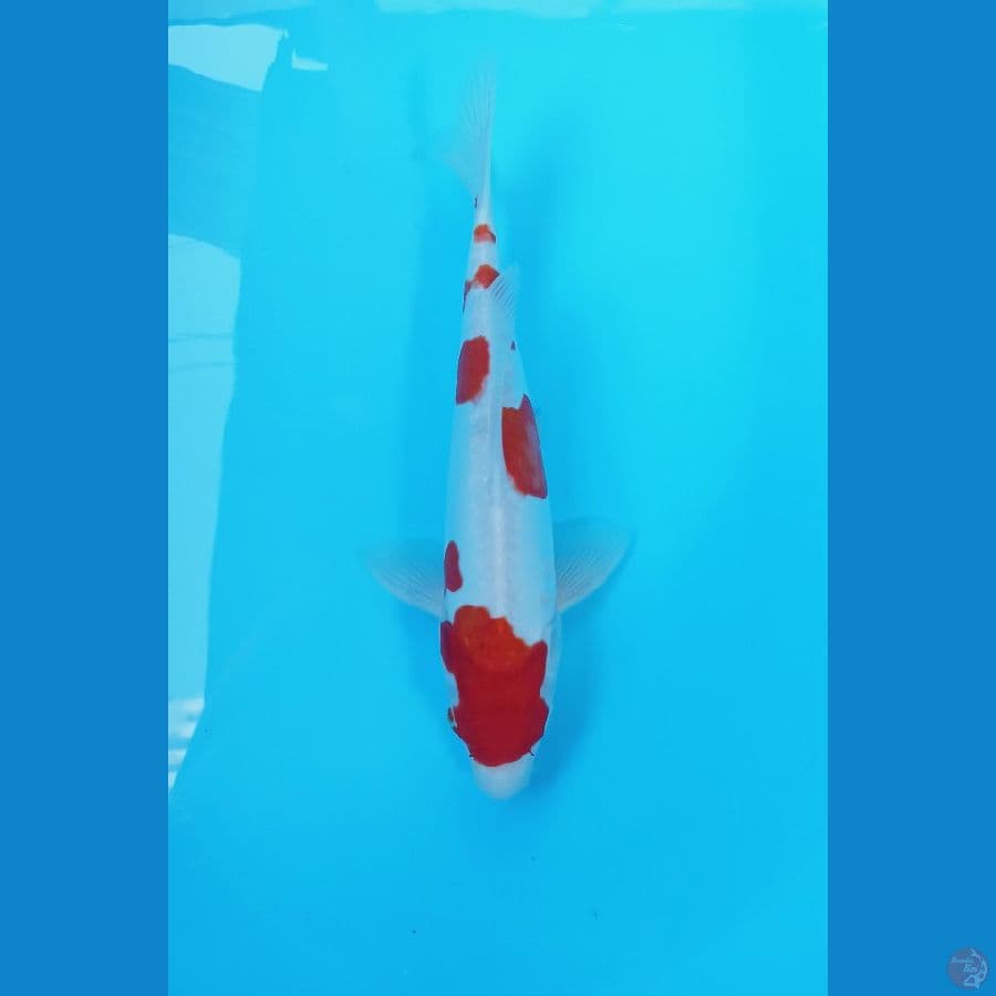 Kohaku doit 32cm