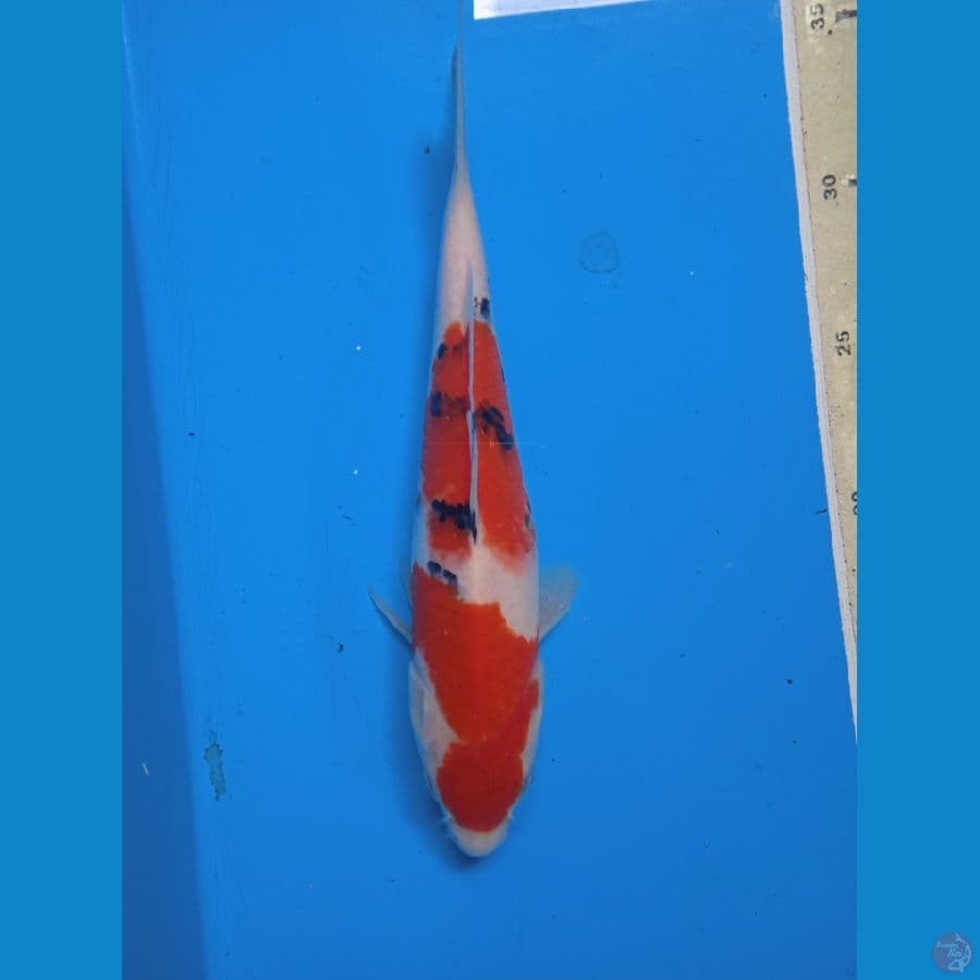 SANKE || 25CM
